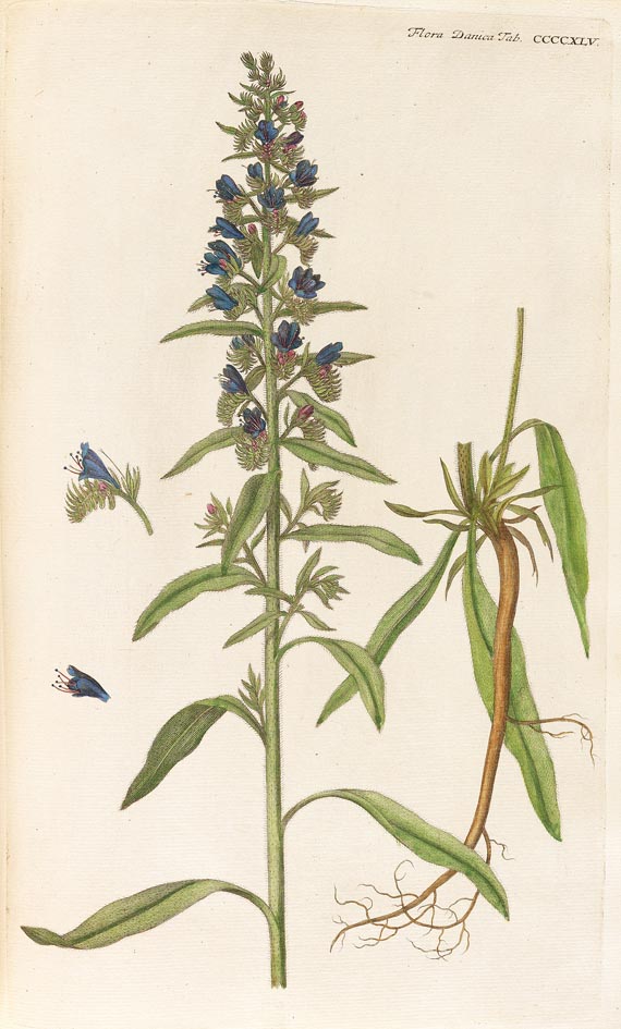 Georg Christian Oeder - Flora Danica, 1766, 29 Hefte in 15 Bdn. - Weitere Abbildung