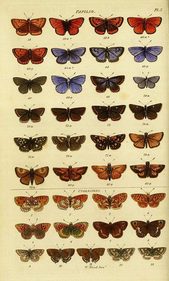 W. Wood - Illustrated catalogue 1845