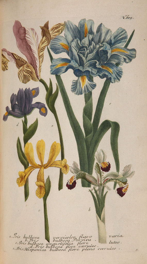Johann Wilhelm Weinmann - Phytanthoza iconographia. 1737-45. 4 Bde. - Weitere Abbildung