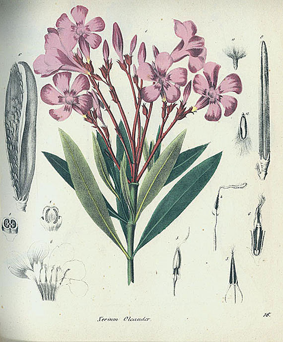   - Giftgewächse. 1827-55. 3 Bde.