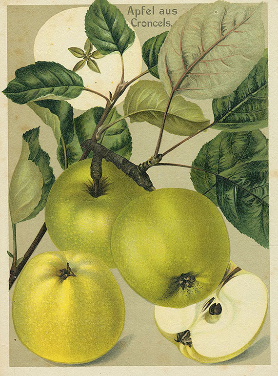   - Deutschlands Obstsorten. Folge loser Tafeln