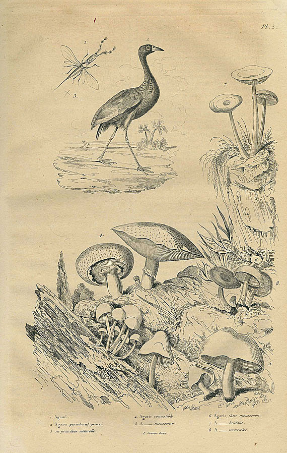 Felix Edouard Guerin - Dictionnaire d