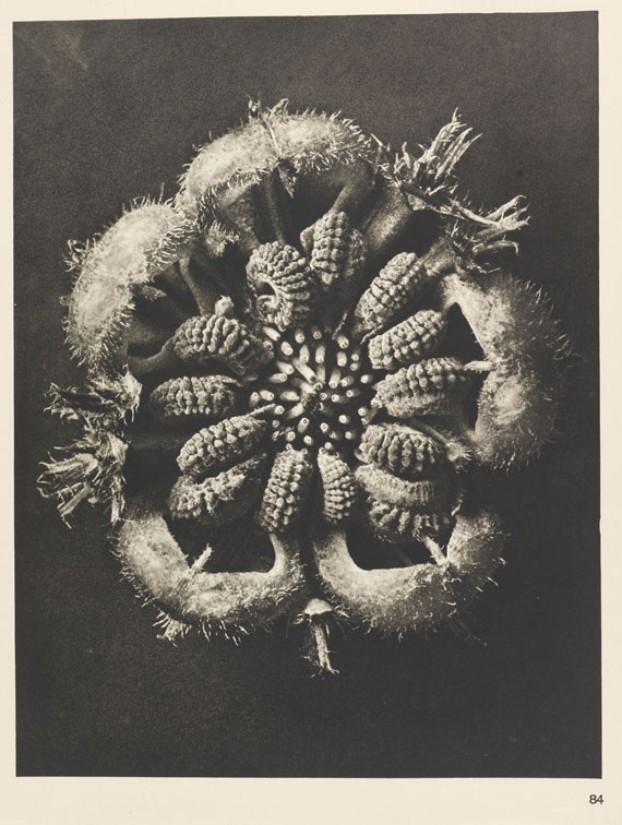 Karl Blossfeldt - Wundergarten der Natur