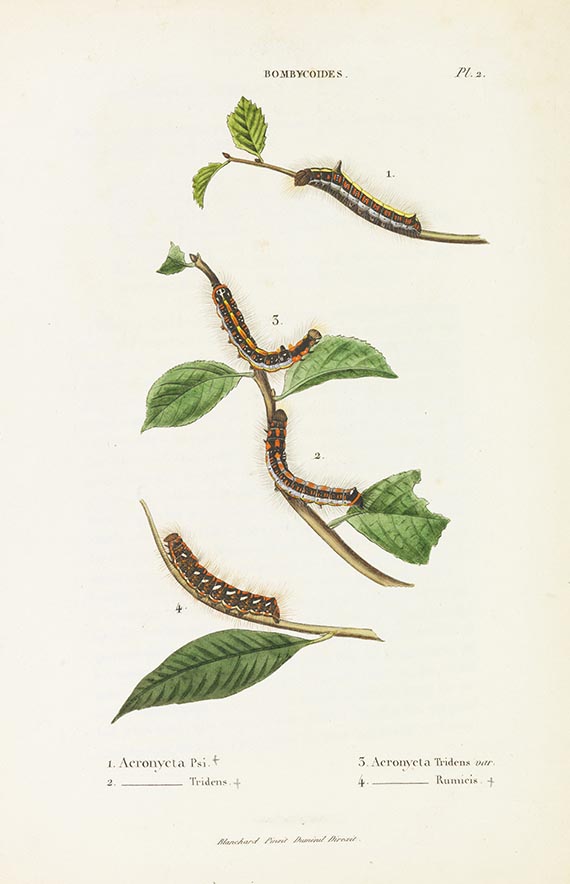 Jean Alphonse Boisduval - Collection iconographique et historique des chenilles