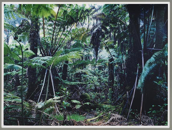 Thomas Struth - Paradise 34, The Big Island, Hawai'ian Islands 2006 - Rahmenbild