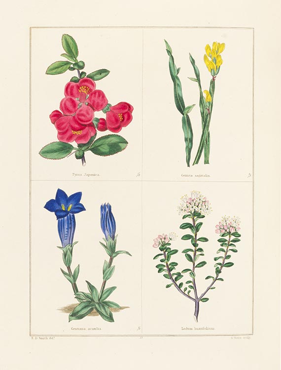 Benjamin Maund - The botanic garden