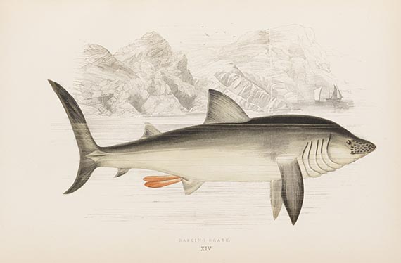   - Konvolut Zoologie / Naturgeschichte