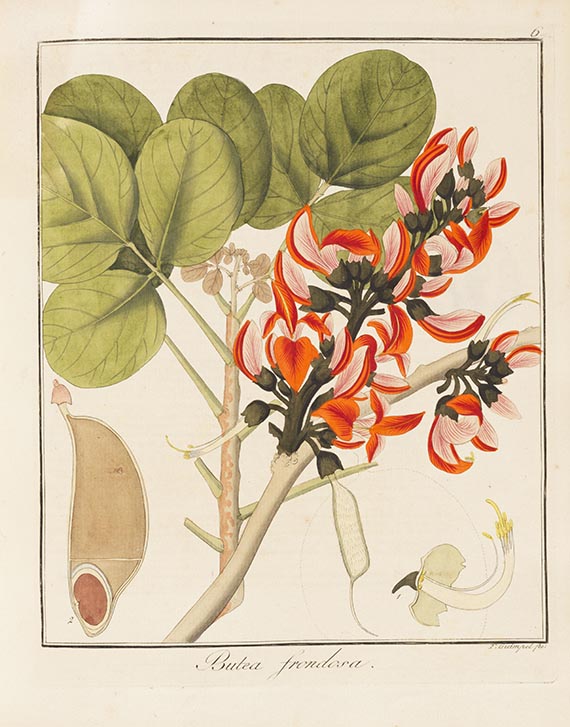 Friedrich Gottlob Hayne - Getreue Darstellung und Beschreibung der ... Gewächse