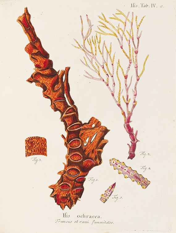 Eugen Johann Christoph Esper - Die Pflanzenthiere, in Abbildungen nach der Natur mit Farben erleuchtet. 2 Tafelbände