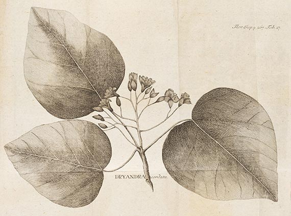 Carl Peter Thunberg - Flora japonica