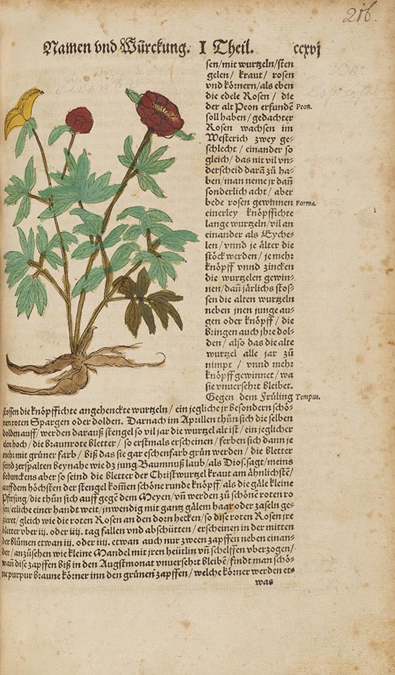 Hieronymus Bock - Kreutterbuch